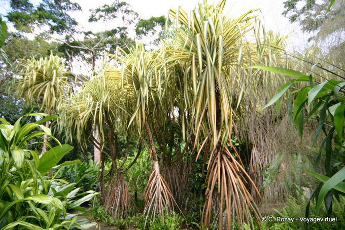 Arbustos tropicais no Jardim de Balata - Martinica