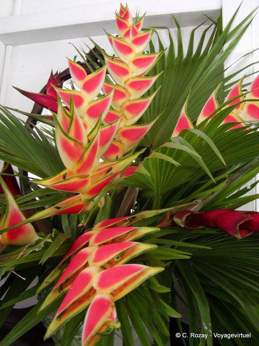 Heliconia Wagneriana, Balisier, Jardim Balata - Martinica
