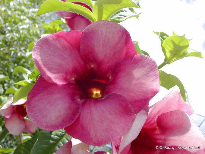 Tipo de flor de Adenium, Jardim Balata - Martinica