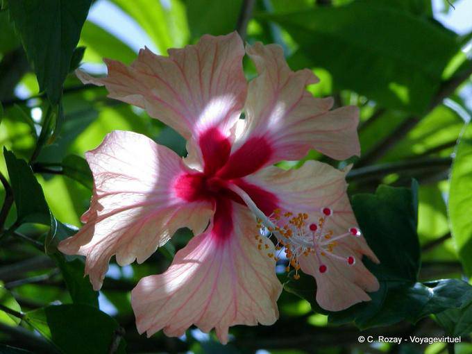 Bela flor de Hibiscus Garden Balata - Martinica