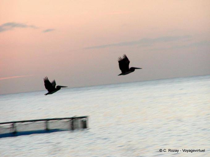 Pelicanos no vôo - Martinica