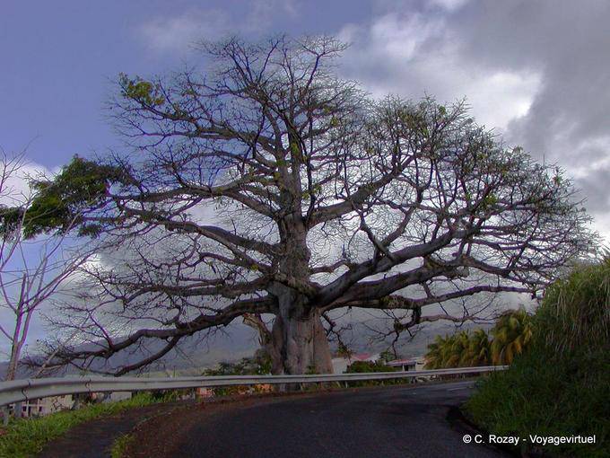 A Ceiba pentandra ou queijo gigante rodoviária - Martinica