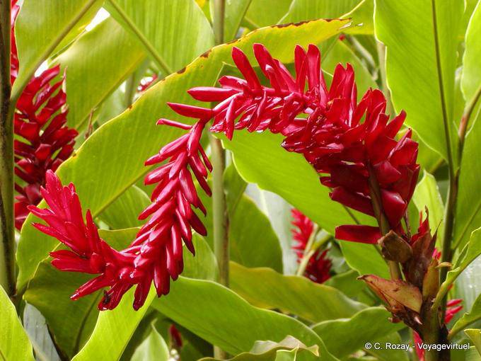 Planta com flor vermelha para determinar, jardim Balata - Martinica