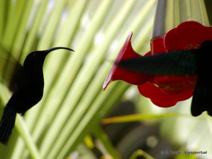 Colibri reabastecimento obter comida doce - Martinica