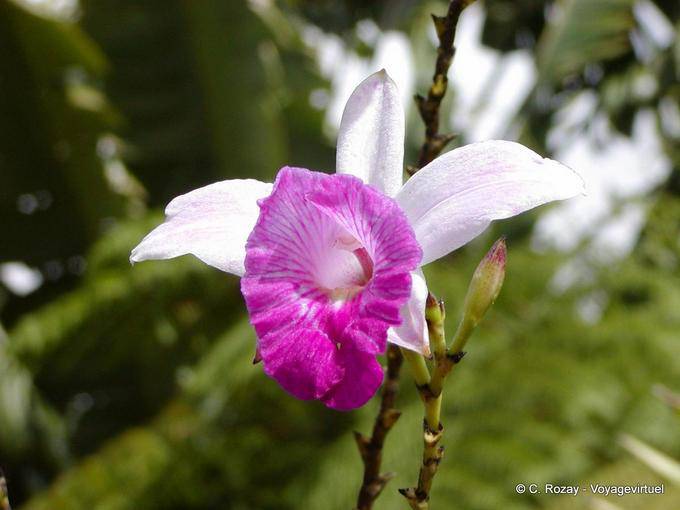 Um jardim de orquídeas de Balata - Martinica