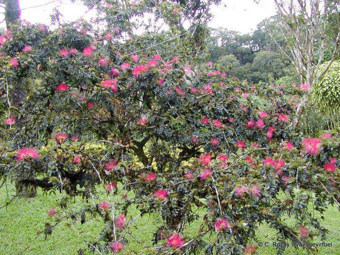 Calliandra tweedii ou árvore com puffs, Balata Garden - Martinica