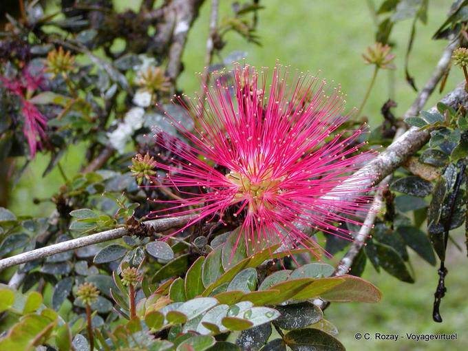 Sem dúvida, um haematocephala Calliandra, jardim Balata - Martinica