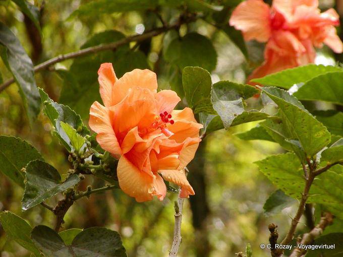 Hibiscus alaranjado - Martinica