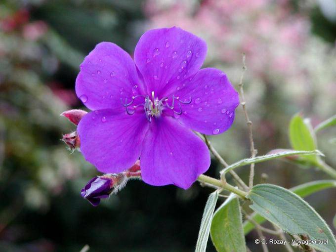 Tibouchina Urvilleana (tibouchine d'Urville), jardim Balata - Martinica