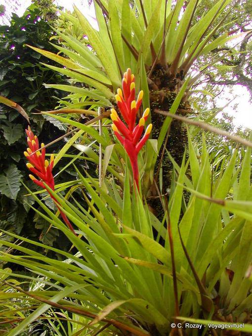 Bromélia flor protegida por brácteas, jardim Balata - Martinica