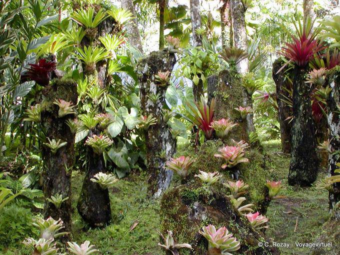 Epífitas, coleção Polypodiaceae suspenso, jardim Balata - Martinica