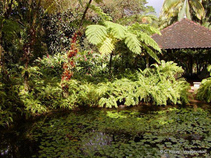 Mare e vegetação tropical, jardim Balata - Martinica