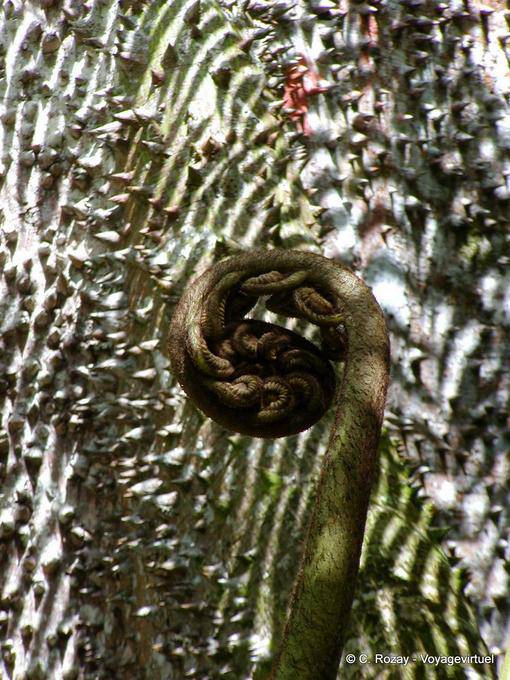 Fern bunda antes de uma Bombax (queijo), Balata - Martinica