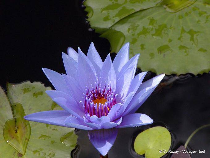 Um lírio de água azul, jardim Balata - Martinica