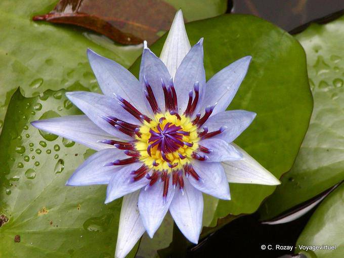 Lótus azul ou coração do lírio de água (Nymphaea capensis), jardim Balata - Martinica
