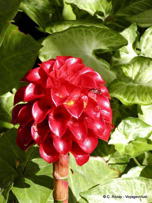 Tapeinochilos ananassae (flor de abacaxi), jardim Balata - Martinica