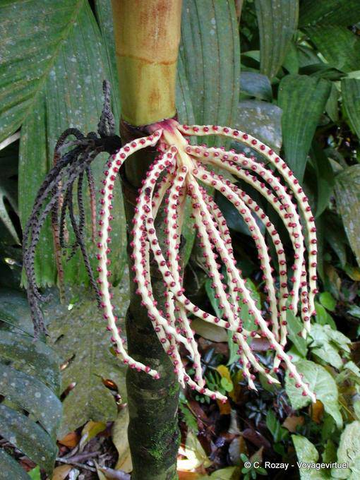 Excrescência estranha (para citar, por favor), jardim Balata - Martinica