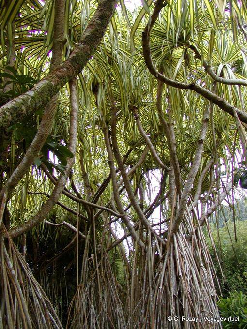 A Bakoua ou Pandanus sanderi, árvore tropical, Balata - Martinica
