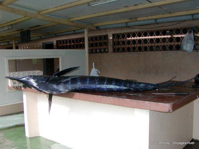 Um marlin sobre a tenda, pronto para ser cortado (blue marlin) - Martinica