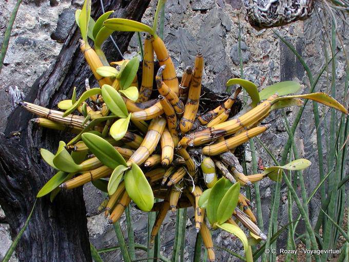 Dendrobium, orquídea tipo de bambu-epífitas, Anse Latouche - Martinica