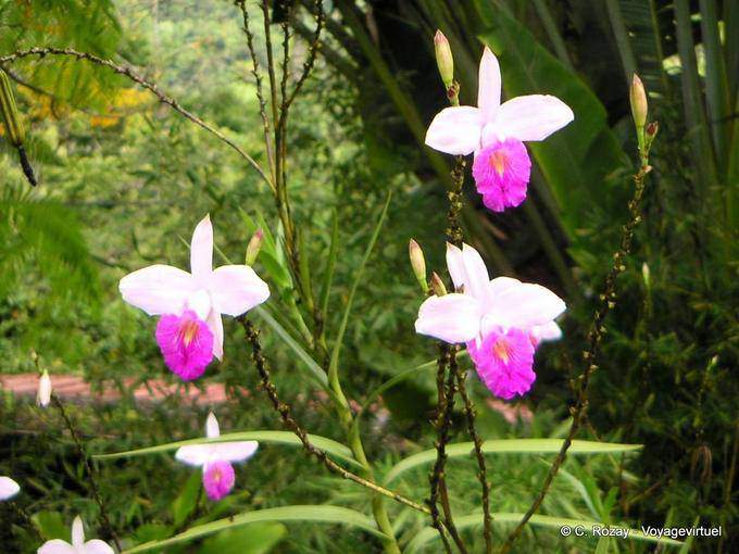Orquídeas, provavelmente Arundina (orquídea bambu), Anse Latouche - Martinica