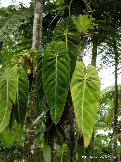 Philodendron sae em epífitas videira, Jardim Balata - Martinica