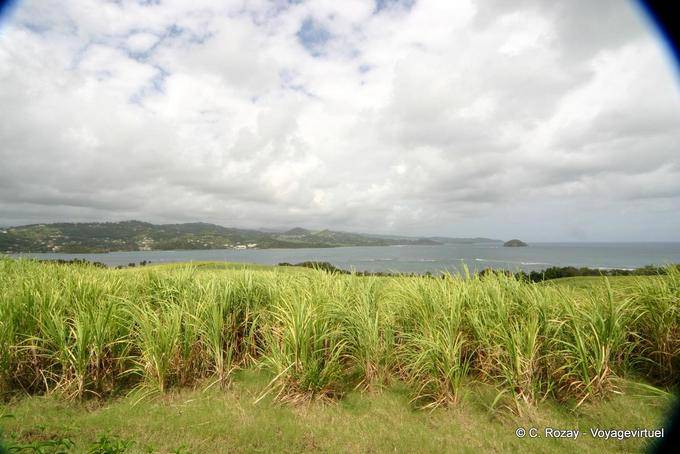 Campo de cana-de-açúcar na frente de La Caravelle - Martinica