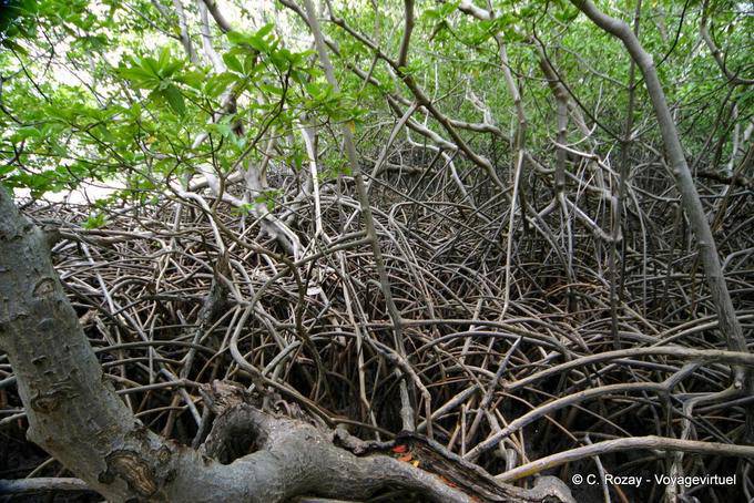 Mangrove, raízes de mangue entrelaçadas, a península Caravelle - Martinica