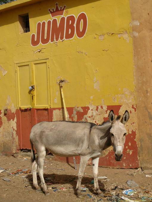 Boghé o burro à parede pintada, Jumbo, Mauritânia