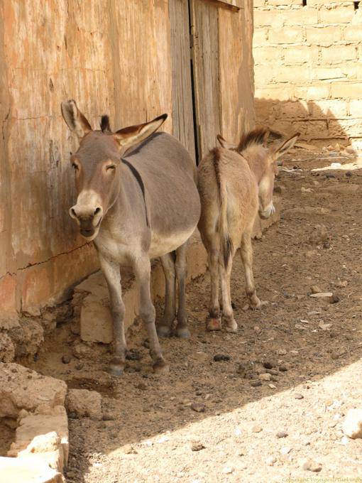 Boghé, burros cabeça à cauda, ​​ou vice-versa, Mauritânia