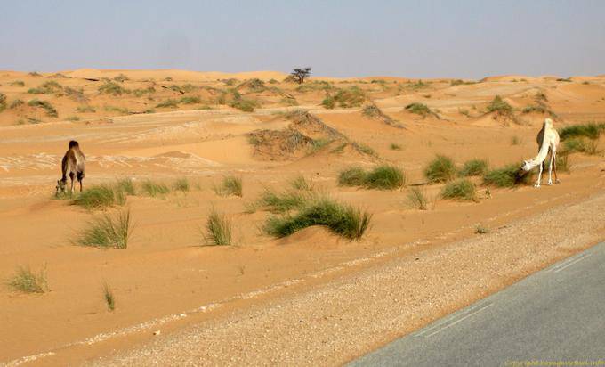 Camelos ao lado do betume de Nouakchott para a fronteira do Marrocos, Mauritânia