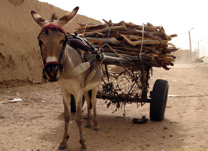 Um burro trabalhador e carrinho de madeira, M'bout, Mauritânia