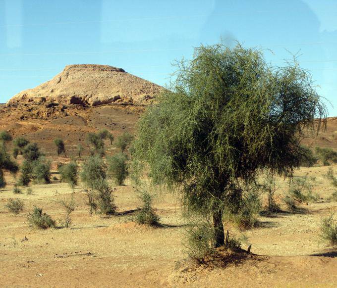 Monte e árvores na estrada entre Boghé e Kaedi, Mauritânia