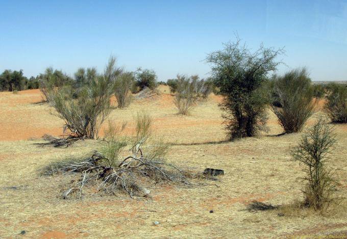 Natureza raquítico, Route Boutilimit para Boghé, Mauritânia