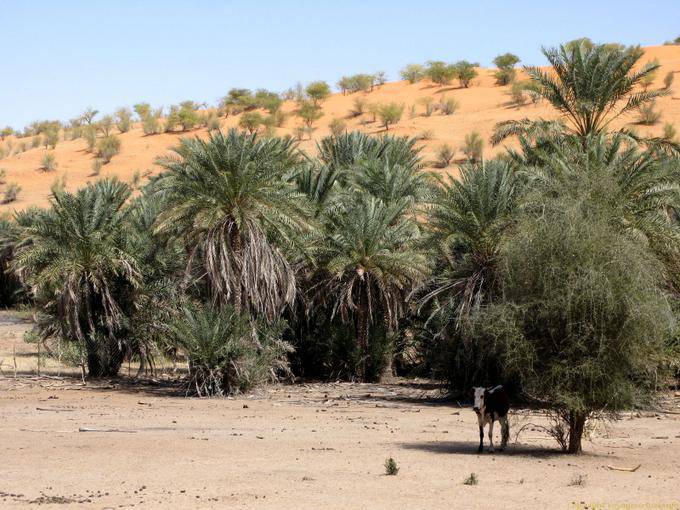 Oasis no pé das dunas, Estrada Souffa, Mauritânia