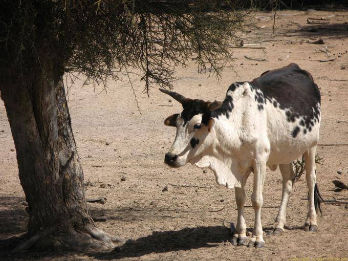 Zebu preto e branco sob uma árvore Estrada Souffa, Mauritânia