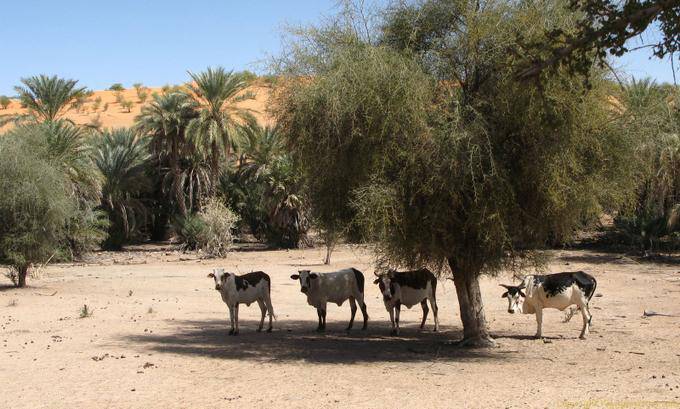 Zebu na estrada, Souffa catedral natural, Mauritânia