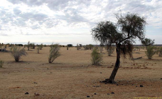 Vegetação do deserto, Route Souffa, Assaba maciça, Mauritânia