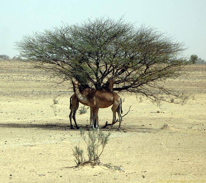 Camelos devorando uma acácia, Hope Road, Mauritânia