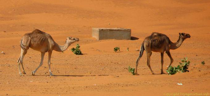 Camelos lentos no deserto, Estrada da Esperança, Mauritânia