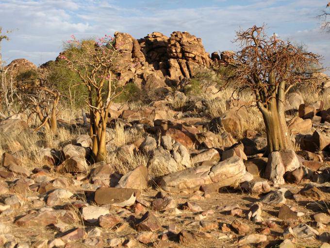 Souffa, Baobab nas rochas, Mauritânia