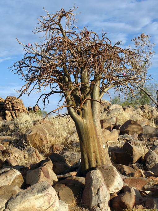 Souffa, Baobab Chacal, Mauritânia