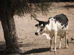 Zebu preto e branco sob uma árvore Estrada Souffa, Mauritânia.