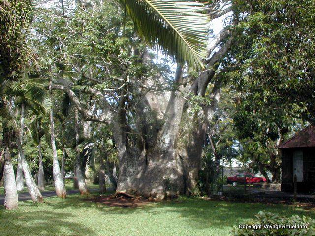 Baobá Elefantina, Pamplemousses Jardim, Maurícias.