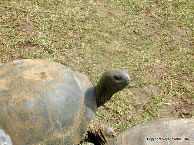Seychelles tartaruga gigante, Pamplemousses, Maurícias.