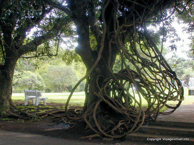 Cipós entrelaçados, Jardim Sir Ramgoolam Pamplemousses, Maurícias.