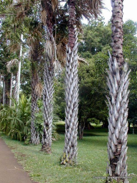 Tronco abacaxi palmas, Pamplemousses Jardim, Maurícias.