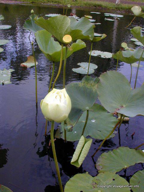 White Lotus, Jardim Botânico de Pamplemousses, Maurícias.