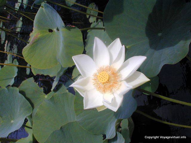 White Lotus Gardens Sir Ramgoolam, Maurício.