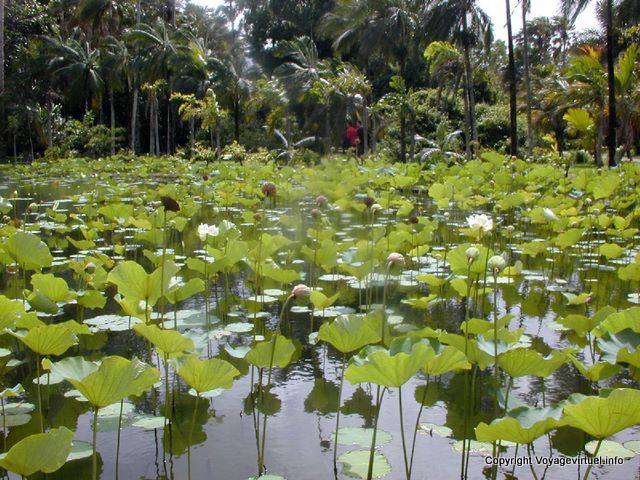 Lotus Pond, Pamplemousses, Maurícias.